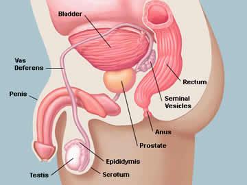 Enlarged Prostate /Prostate Cancer