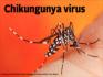 Chikungunya