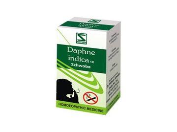 DAPHNE INDICA 1X