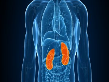 Kidney