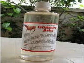 Cow Urine