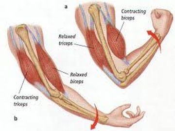 Joint & Muscle Problems