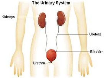 Urinary
