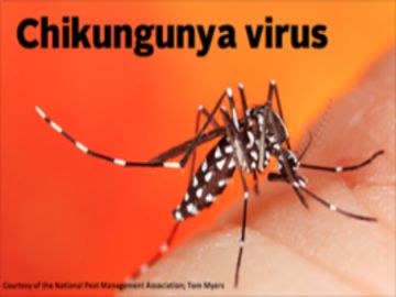 Chikungunya